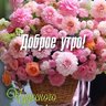 Dim_Zloy