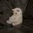 Ahmed_Vavilov